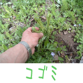 コゴミ