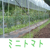 ミニトマト