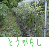 とうがらし