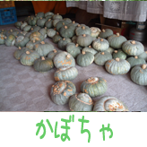 かぼちゃ